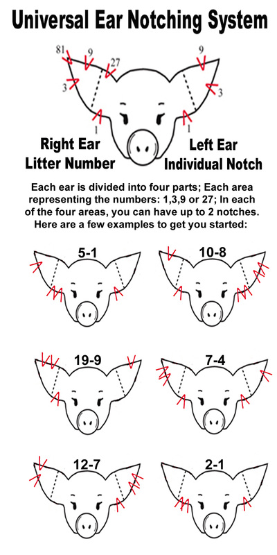 ear-notch-answers-south-central-leftovers-4-h